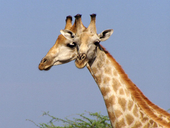 giraffe
